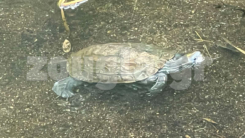 Χαλκιδική: Βίντεο με υδρόβιες χελώνες στο «Μπαλκονάκι»