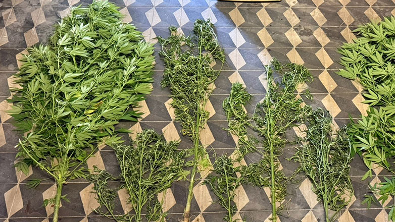 Ρόδος: Σύλληψη 49χρονου για καλλιέργεια κάνναβης και κατοχή ψυχοτρόπων φαρμάκων