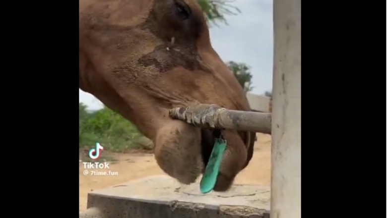 Εντυπωσιάζει η καμηλοπάρδαλη που ανοίγει μόνη της τη βρύση