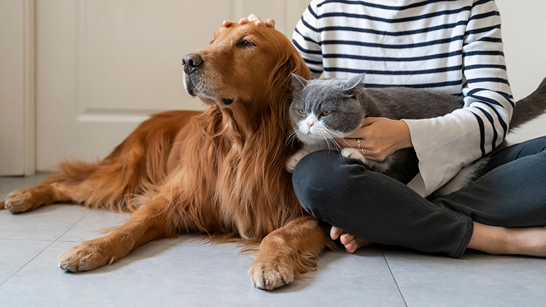 Παράνομο «νεκροταφείο» ζώων συντροφιάς στο Γουδί