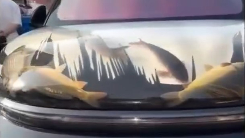 Κίνα: Ένα trend που ταλαιπωρεί τα ψάρια για τα likes