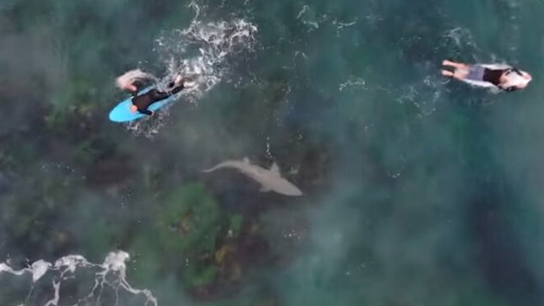 Όταν ο άνθρωπος συναντά τον καρχαρία