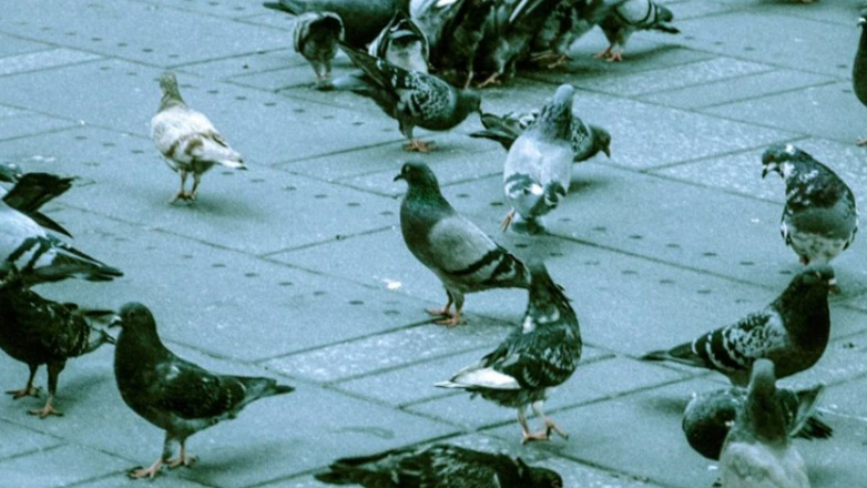 Έρευνα: Τα πουλιά της πόλης κοιμούνται λιγότερο και τραγουδούν περισσότερο λόγω φωτορύπανσης