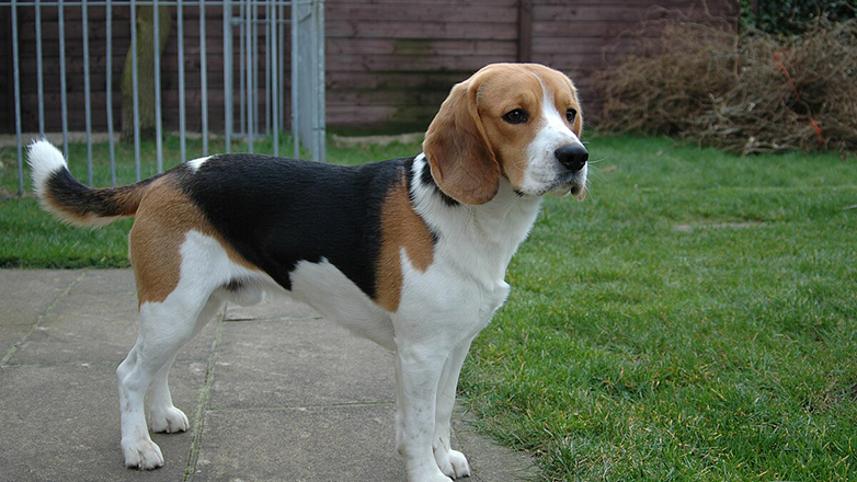 Ερμιονίδα: Ηλικιωμένος έσερνε με το αυτοκίνητο του σκύλο