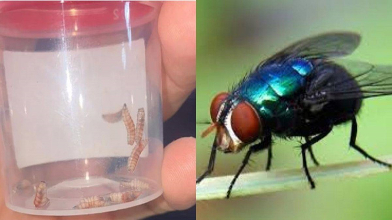 ΗΠΑ: Επιβεβαιώθηκε το πρώτο κρούσμα σε άνθρωπο με το «σκουλήκι του Νέου Κόσμου»