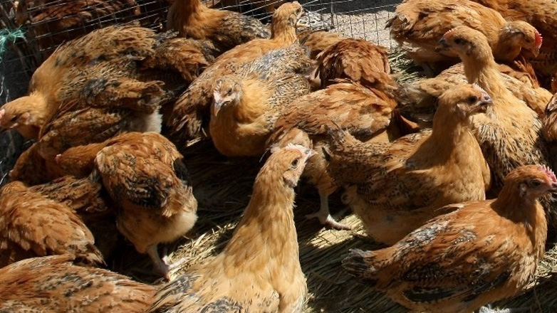 Βουλγαρία: Κρούσματα της γρίπης των πτηνών εντοπίστηκαν σε τρεις φάρμες