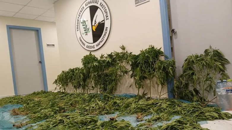 Συνελήφθη 45χρονος στην Καστοριά για καλλιέργεια χασισοφυτείας με 183 δενδρύλλια