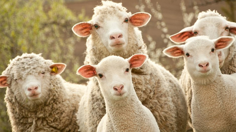 Κοζάνη: Πιθανό κρούσμα ευλογιάς σε κτηνοτροφική μονάδα