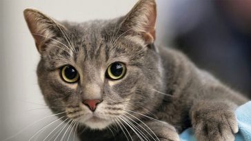 Καταλαβαίνουν άραγε οι γάτες το όνομά τους;