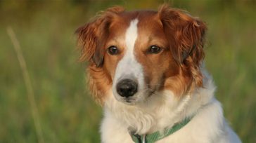 Τι πρέπει να κάνεις και τι να μην κάνεις όταν πλησιάζεις έναν άγνωστο σκύλο