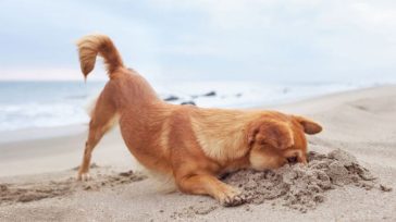 Τέσσερα λάθη που κάνετε το καλοκαίρι όσοι έχετε σκύλο