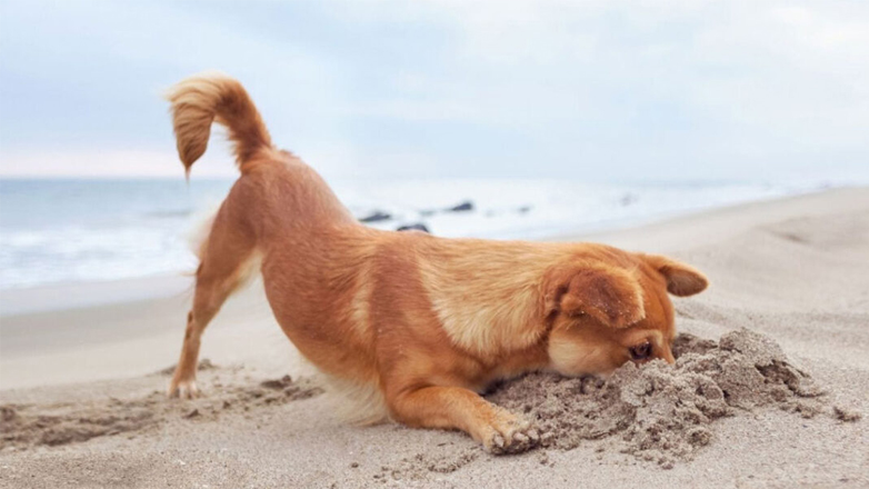 Τέσσερα λάθη που κάνετε το καλοκαίρι όσοι έχετε σκύλο Τέσσερα λάθη που κάνετε το καλοκαίρι όσοι έχετε σκύλο
