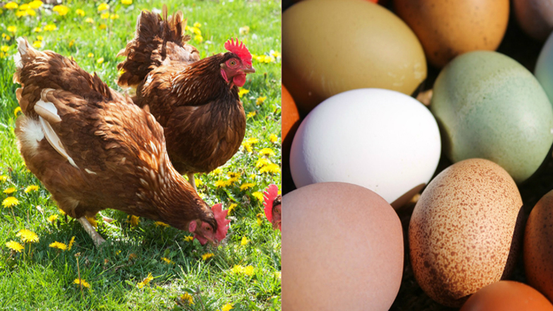 Ανιχνεύθηκαν επικίνδυνες για την υγεία ουσίες σε ελληνικά αυγά από κοτέτσια