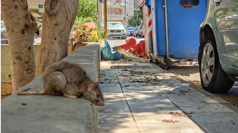 Τεράστιος αρουραίος κυκλοφορεί… ανενόχλητος δίπλα σε κάδους απορριμμάτων