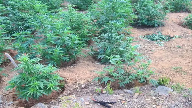 Χανιά: Σύλληψη σε φυτεία κάνναβης στο Χοδρινιανό φαράγγι