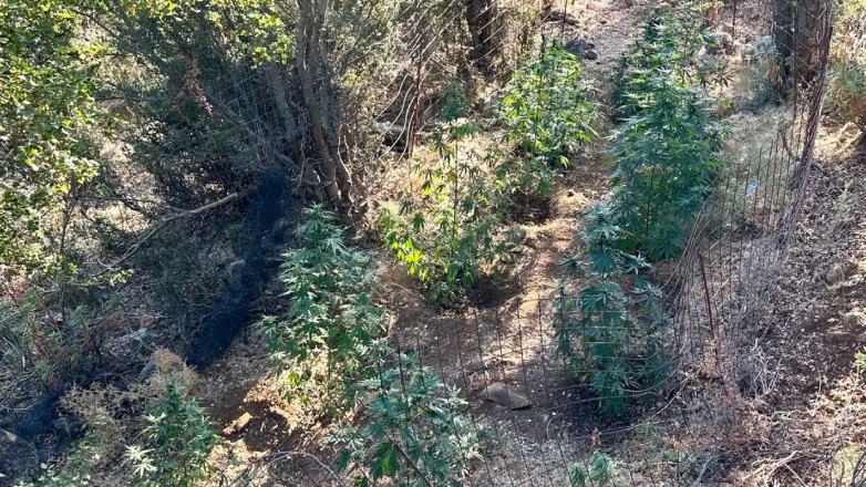 Αστυνομική επιχείρηση στον Μυλοπόταμο – Εντοπίστηκαν εννέα χασισοφυτείες