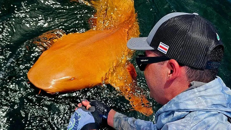 Σπάνιος πορτοκαλί καρχαρίας εντοπίστηκε στην Κόστα Ρίκα