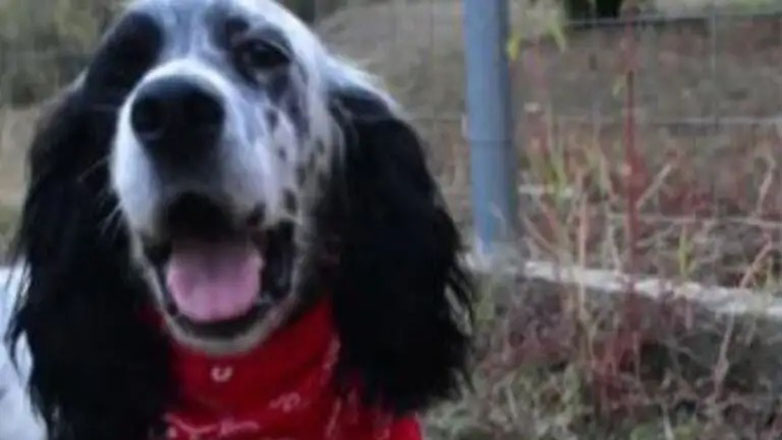 Χαλκιδική: Άγνωστος σκότωσε σκύλο μέσα στην αυλή του σπιτιού των ιδιοκτητών του