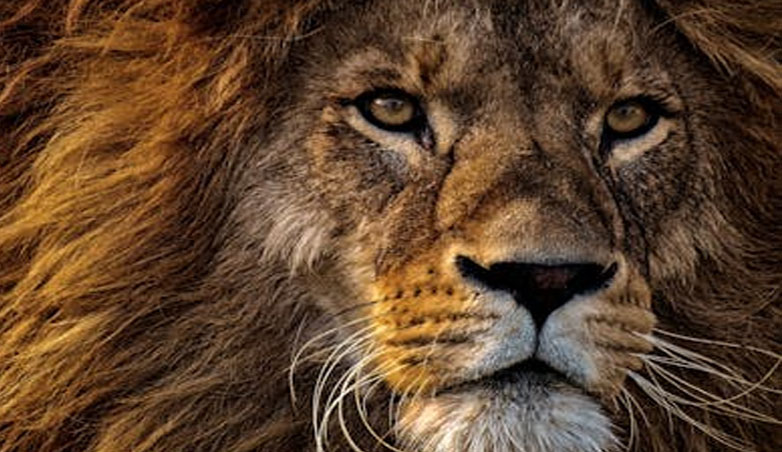 Φρίκη: Λιοντάρι κατασπάραξε πεντάχρονο αγοράκι στην Ινδία