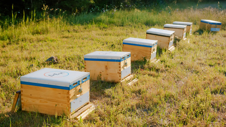 Restart Evros: Η ΔΕΗ στηρίζει την αναγέννηση της φύσης στον Έβρο με 660.000 μέλισσες