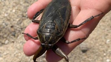 Νέα εμφάνιση Λιθόκερου, αυτή τη φορά σε παραλία της Λήμνου