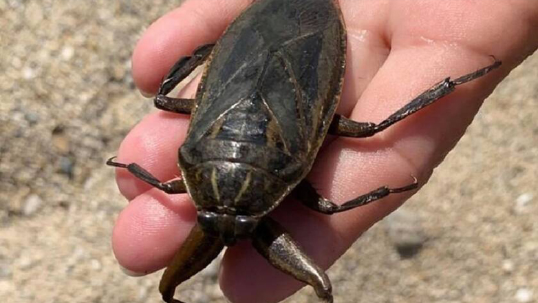 Νέα εμφάνιση Λιθόκερου, αυτή τη φορά σε παραλία της Λήμνου