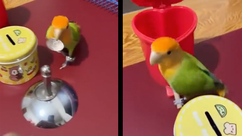 Ο παπαγάλος συγυρίζει