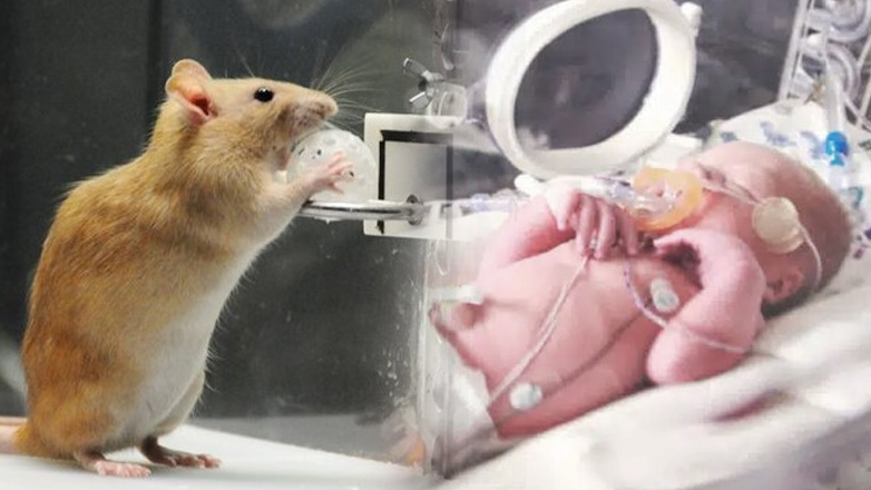 Νεκρά δύο νεογνά από δάγκωμα αρουραίου