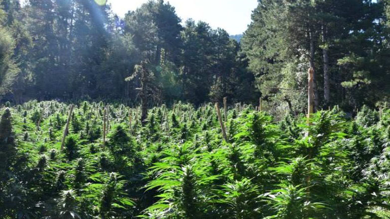 Ξυλόκαστρο: Εντοπίστηκε φυτεία κάνναβης με πάνω από 2 χιλιάδες δενδρύλλια Ξυλόκαστρο: Εντοπίστηκε φυτεία κάνναβης με πάνω από 2 χιλιάδες δενδρύλλια