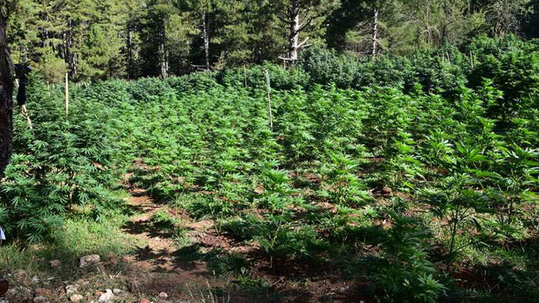 Αστυνομικοί έχουν «εγκλωβιστεί» σε χασισοφυτεία εδώ και 3 ημέρες