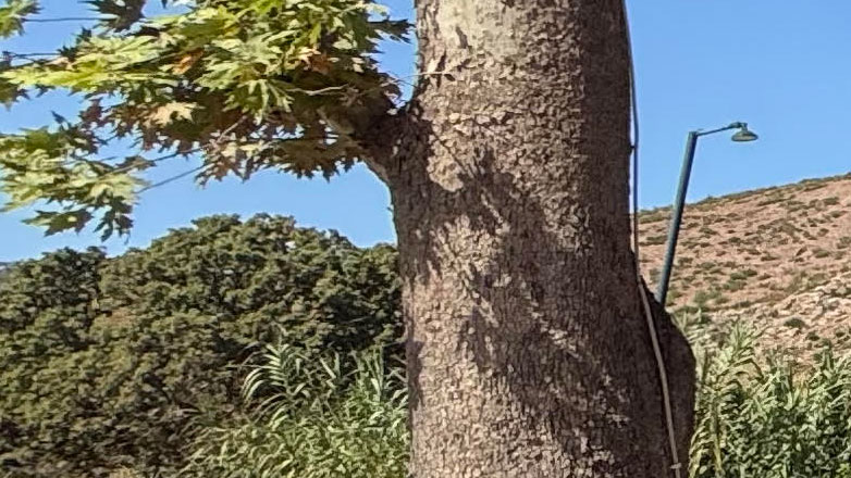 Το Σάββατο 13/9 γλεντάμε στο ιστορικό Καλέτζι Μαραθώνα όπως παλιά…