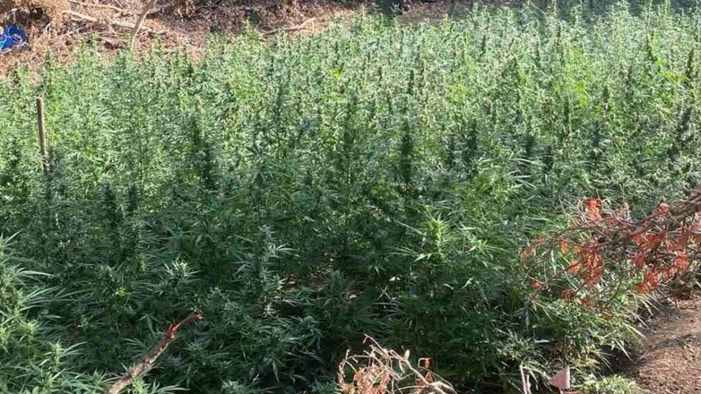 Στη φυλακή και οι τρεις συλληφθέντες για τη χασισοφυτεία στο Μεσολόγγι