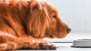 Τι πρέπει να τρώει ο σκύλος σας όταν έχει πρόβλημα με το στομάχι του