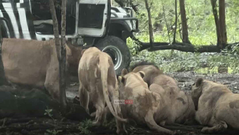 Φύλακας ζωολογικού κήπου σκοτώθηκε από λιοντάρια