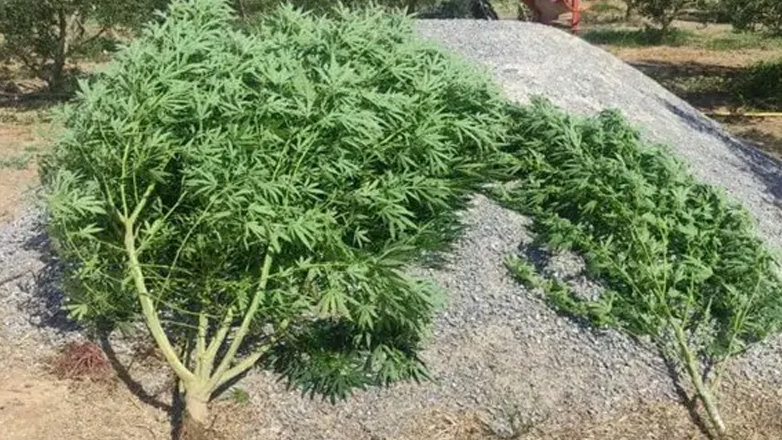 Συνελήφθησαν 12 άτομα για ναρκωτικά σε Ανατολική Μακεδονία και Θράκη