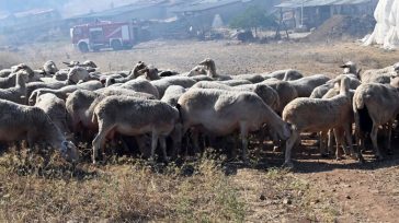 Σε διαμαρτυρία οι κτηνοτρόφοι στη Θεσσαλία για την ευλογιά των αιγοπροβάτων
