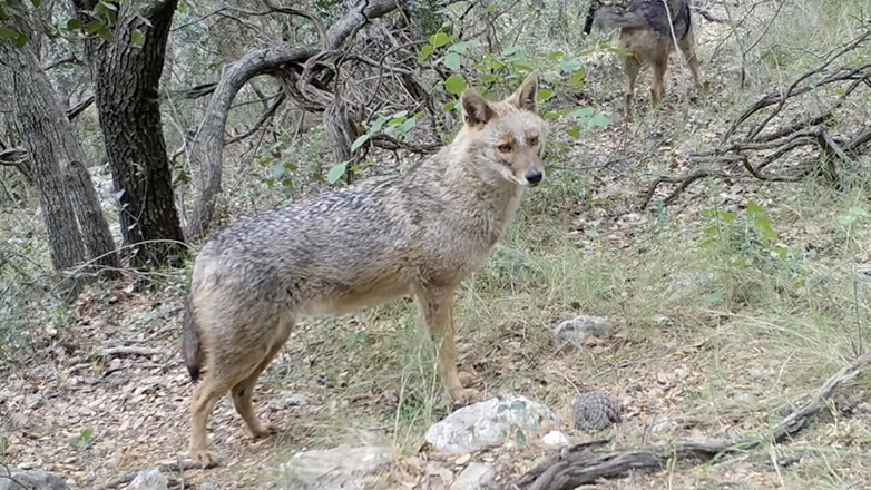 Τσακάλι τελικά… ο «λύκος»