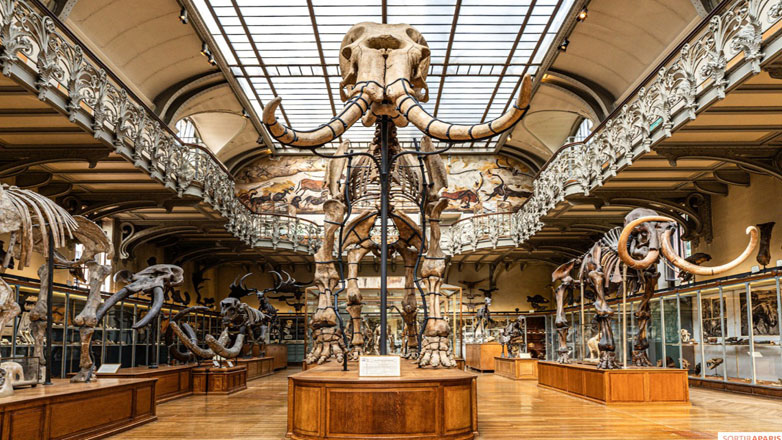 Ληστεία «μαμούθ» στο Εθνικό Μουσείο Φυσικής Ιστορίας του Παρισιού Ληστεία «μαμούθ» στο Εθνικό Μουσείο Φυσικής Ιστορίας του Παρισιού