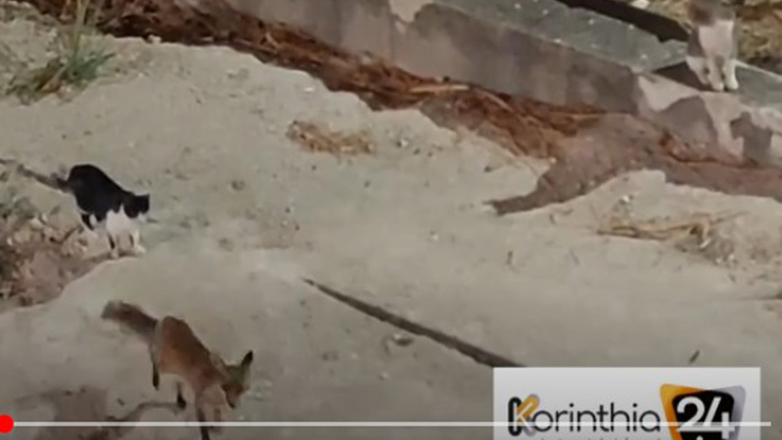 Γάτα «συνοδεύει» μικρή αλεπού – Βίντεο