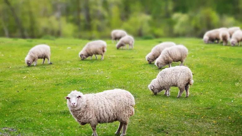 Λάρισα: Συλλήψεις για την παραβίαση μέτρων κατά της ευλογιάς