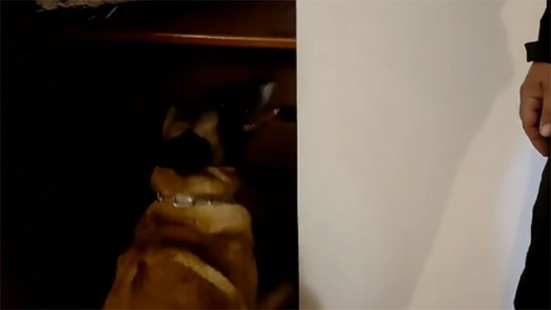 Ο σκύλος «IRIS» ανίχνευσε πάνω από έξι κιλά κοκαΐνης και κάνναβης