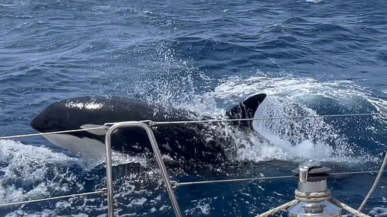 Επιστήμονες λύνουν το μυστήριο γιατί οι φάλαινες δολοφόνοι επιτίθενται σε σκάφη παγκοσμίως