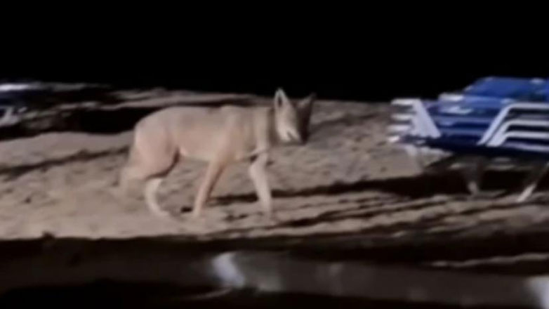 Χαλκιδική: Γενική κινητοποίηση των Aρχών για τη σύλληψη ή τη θανάτωση του «καταζητούμενου» λύκου