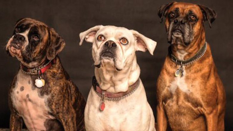 Φυλάκιση, με αναστολή, στον 47χρονο που είχε αλυσοδεμένα 14 σκυλιά