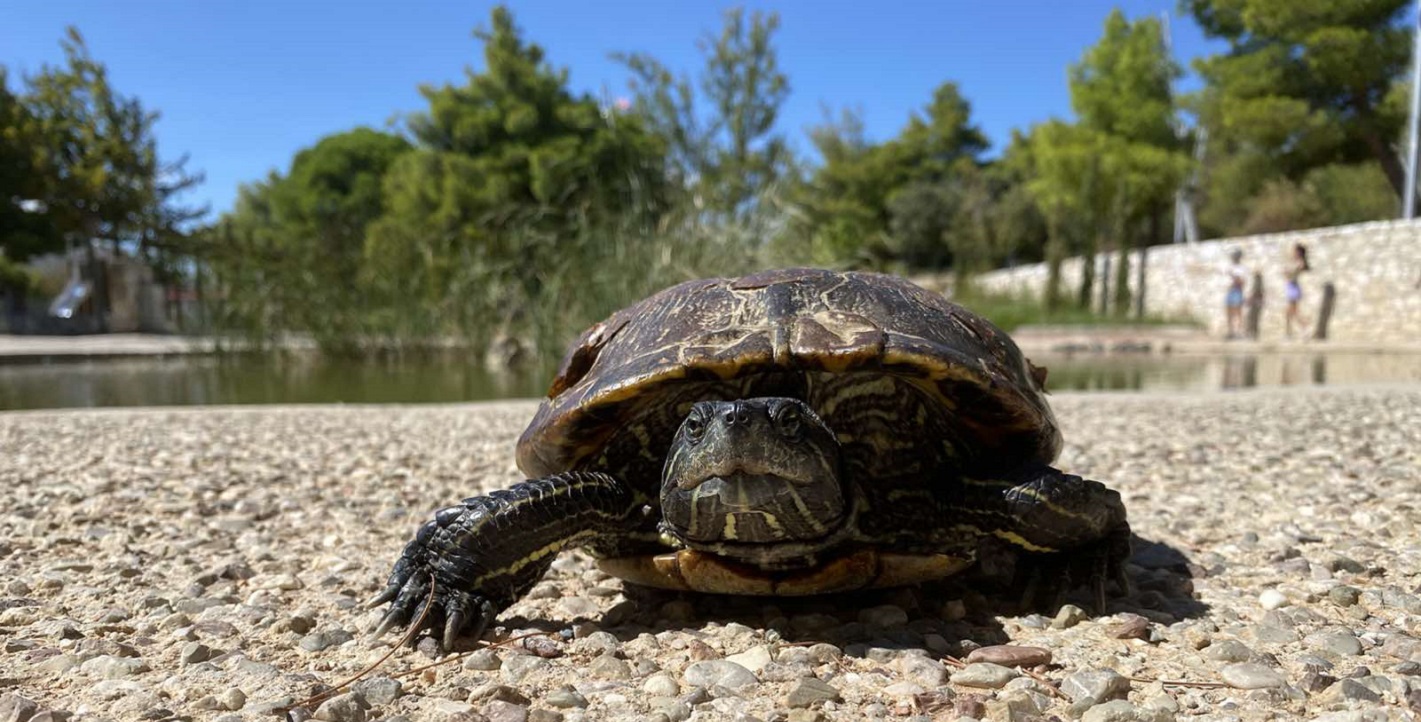 Χελώνα στο Πάρκο της πρώην Ναυτικής Βάσης στα Βριλήσσια