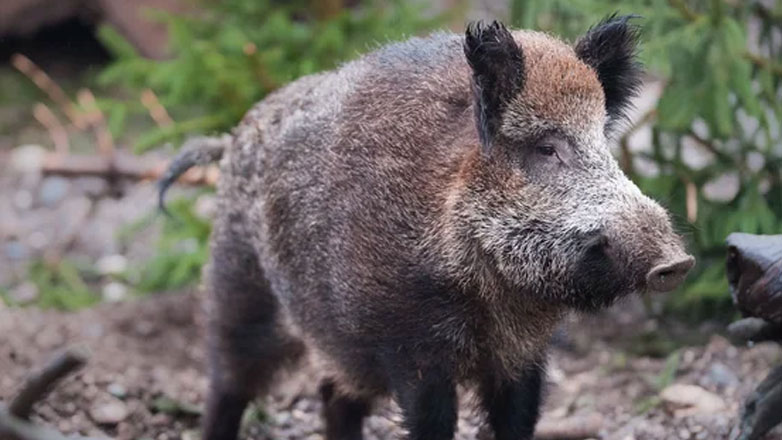 Τραγωδία στο Χρυσοχώρι Γορτυνίας: Νεκρός 56χρονος από σκάγια άλλου κυνηγού