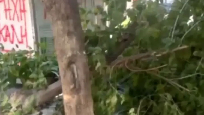 Δύο τραυματίες από πτώση δέντρου στην πλατεία Αγίας Ειρήνης