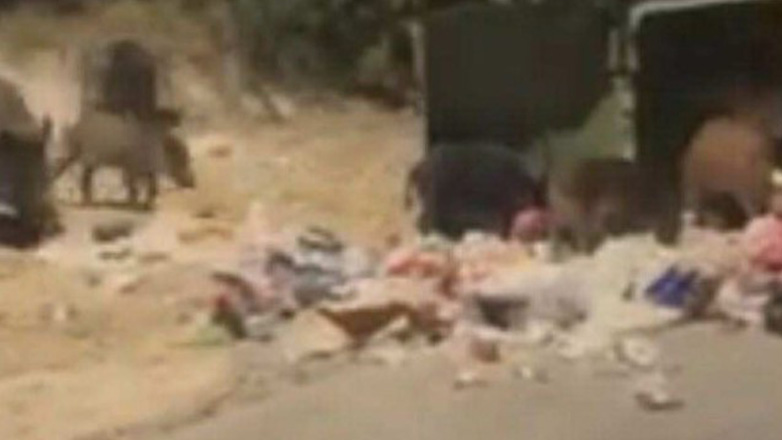 Θεσσαλονίκη: Αγριογούρουνα τρώνε από κάδους στο Πανόραμα