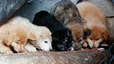 Πρόστιμο 270.000 ευρώ και 5 μήνες φυλάκιση σε συνταξιούχο, που είχε σκοτώσει  με τσάπα οκτώ κουτάβια