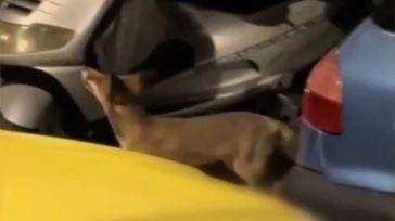 Αιγάλεω: Αλεπούδες «έκοβαν» βόλτες σε γειτονιά – Βίντεο